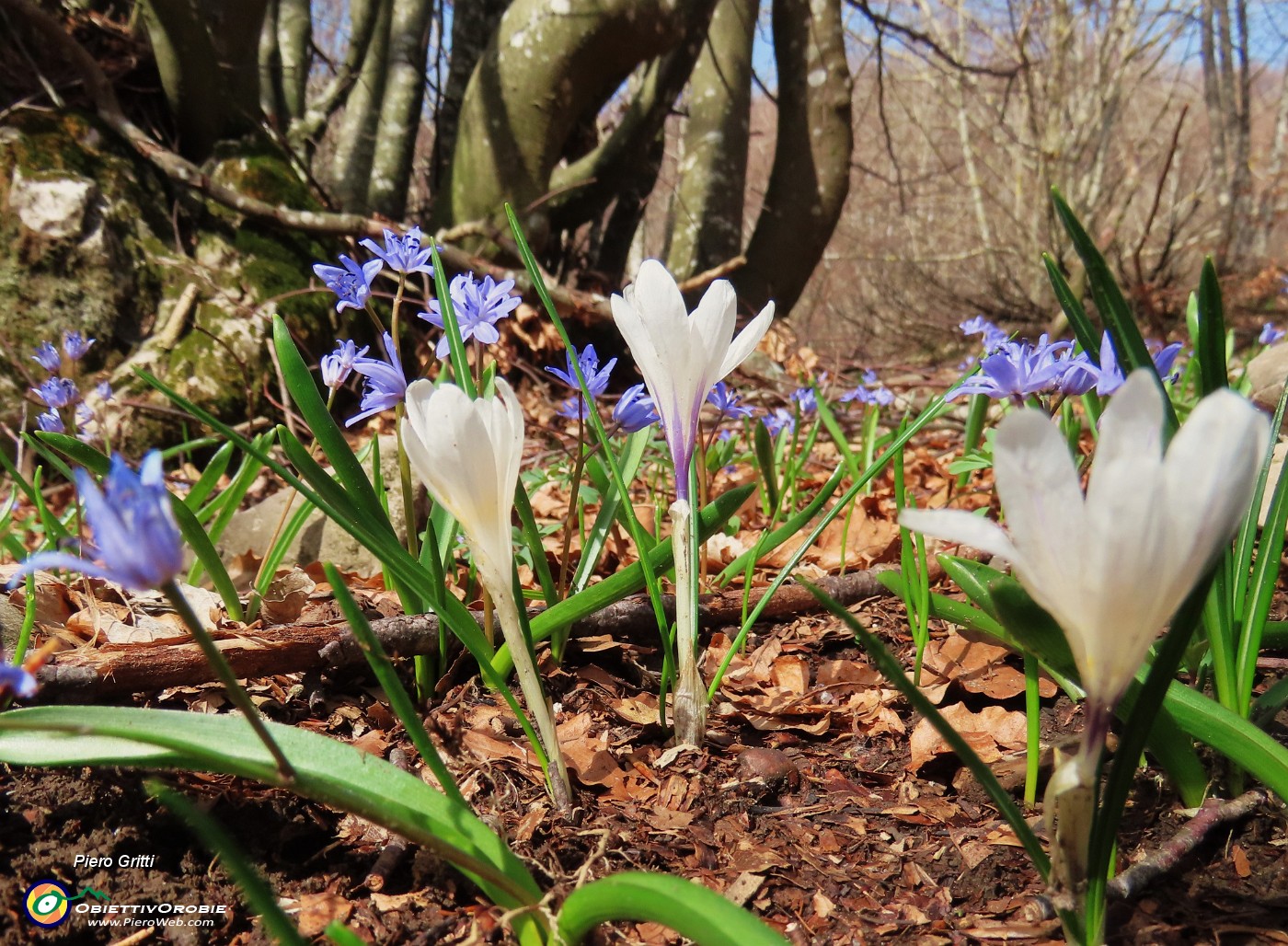 14 Crocus vernus (Zafferano maggiore) con Scilla bifolia (Scilla silvestre).JPG